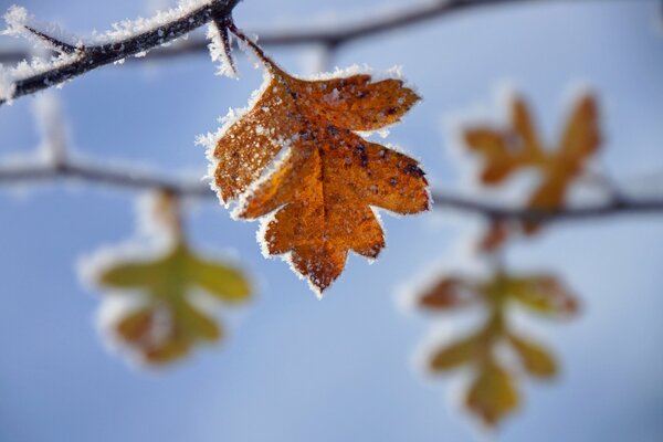 Der erste Frost mit Frost auf dem Laub