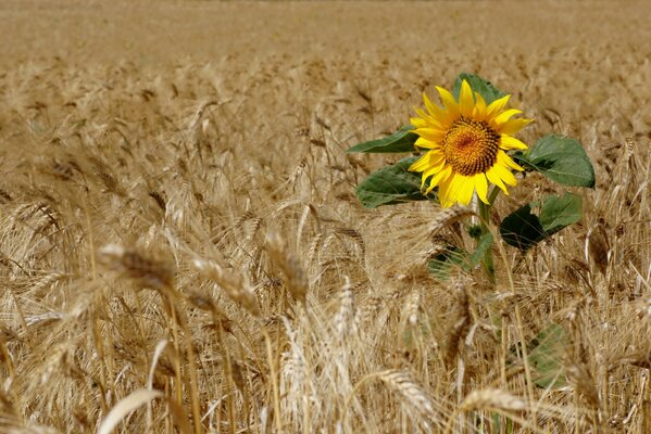 Helle Sonnenblume in den Ähren des Roggens