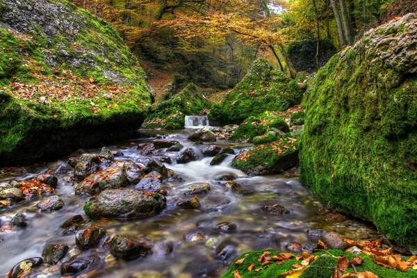 Ein transparenter Bach unter den mit Moos bewachsenen Felsen