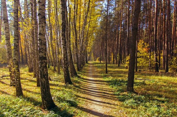 Sendero en el bosque de abedul de otoño