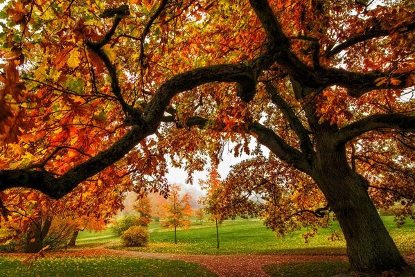 Colori autunnali luminosi sugli alberi e sulla strada nel parco