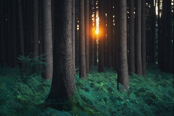 Światło między drzewami w lesie