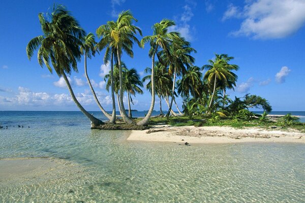 Île déserte avec des palmiers et du sable