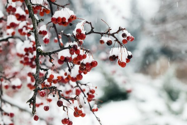 Winter berries under the snow