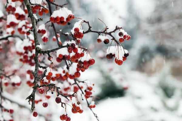 Zimowe jagody pod śniegiem