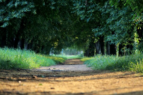 Vicolo verde lime in estate