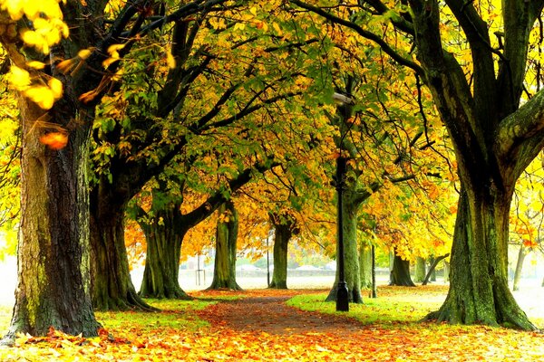 Осенний пейзаж в парке на прогулке