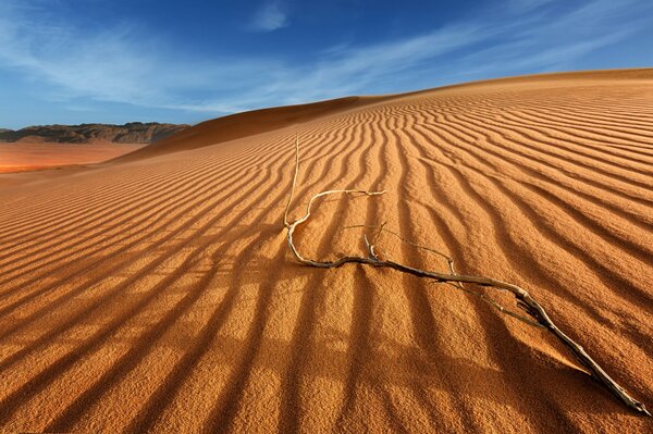 A branch on sand dunes in the desert