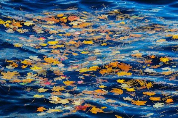 Autumn leaves in the cold water of the river