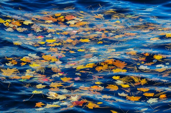 Hojas de otoño en el agua fría del río