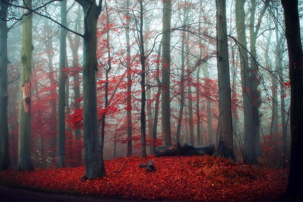 Roter Teppich im Herbstwald