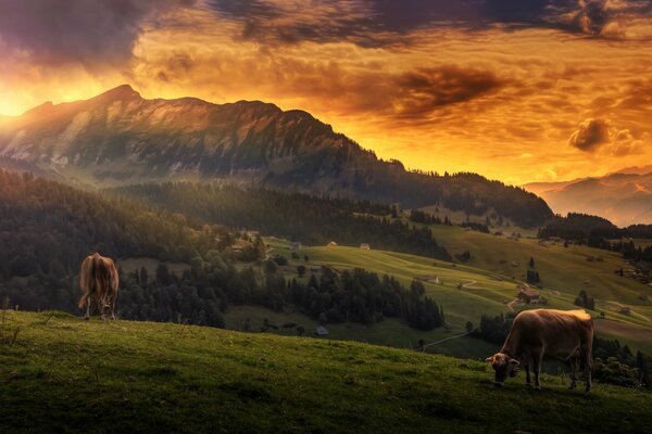 Cows graze in a meadow