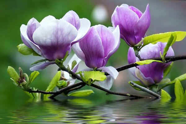 Un ramo con fiori viola caduto nell acqua