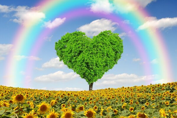 A heart-shaped tree under a rainbow on a field of sunflowers