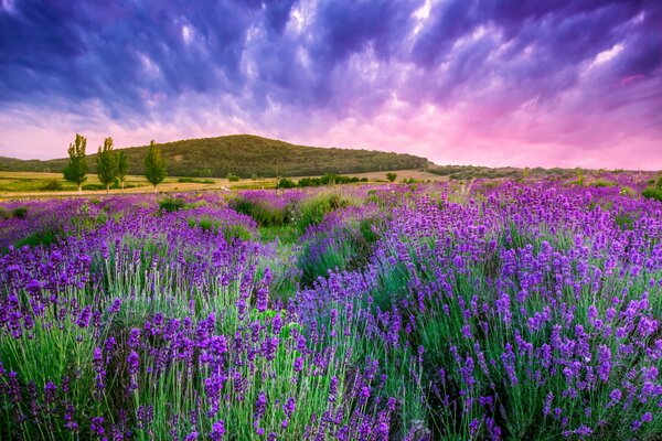 Lavender bushes at sunrise