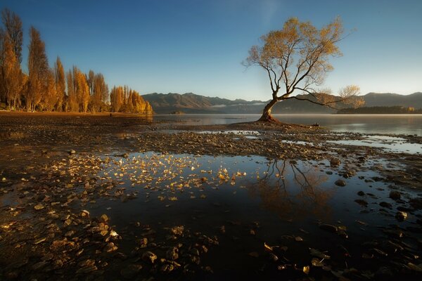 Jesienna Przyroda. Jezioro z pożółkłymi drzewami