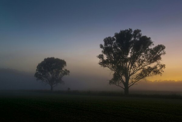 Misty blossoming in a field with trees