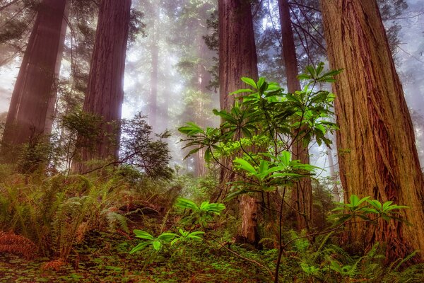 Foto del bosque, bosque de secuoya