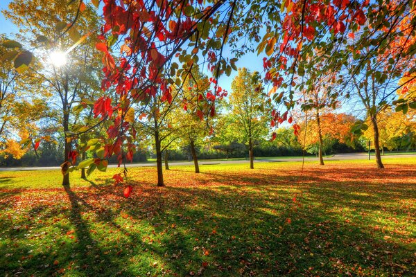 Parque de otoño con follaje amarillo