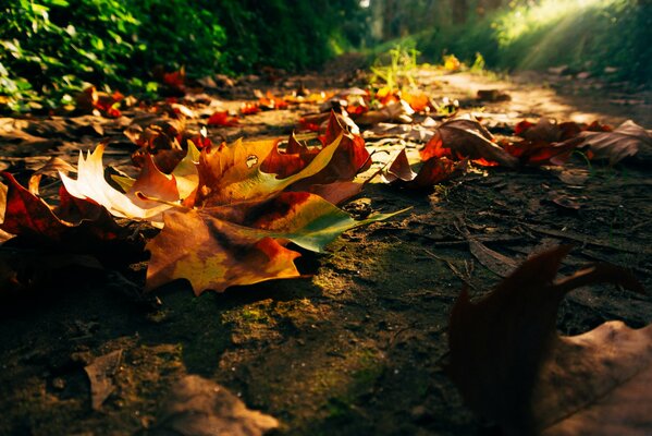 Yellow autumn fallen leaves