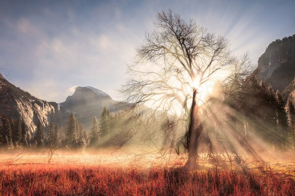 Arbre du parc National de Californie. Arbre au soleil