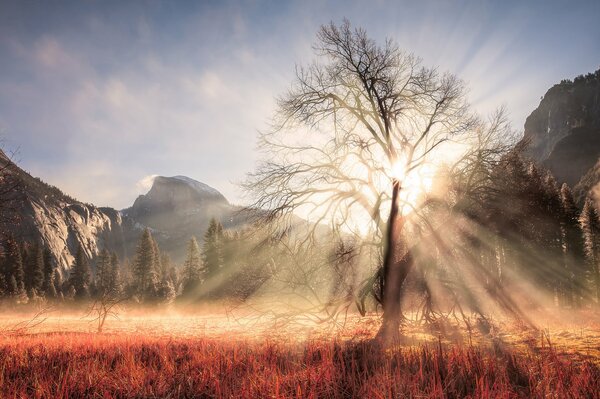 Дерево национального парка штата Калифорнии. Дерево в лучах солнца