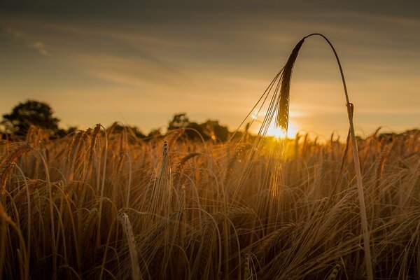 Sunset in the field. Wheat at sunset