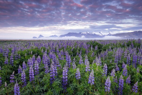 Champ de lupins. Nuages bas