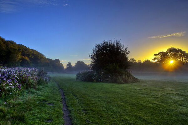 Foggy morning in the field