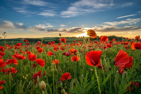 Feld der Mohnblumen unter dem Himmel