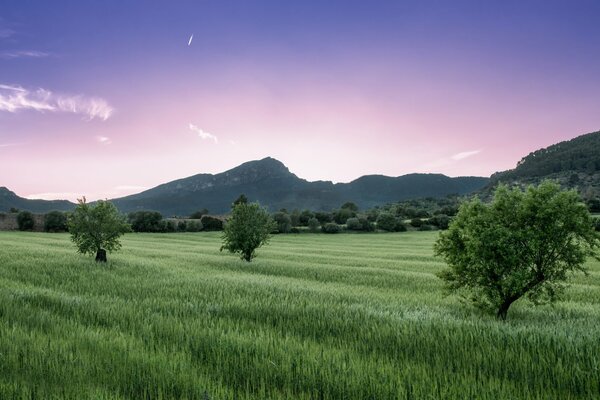 Grünes Feld auf dem Hintergrund des Berges und lila Himmel