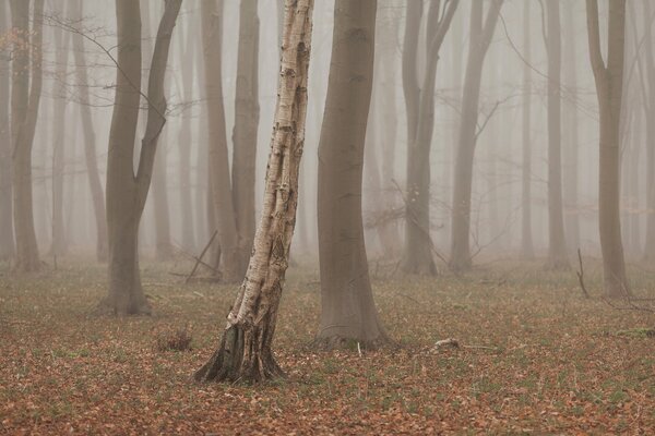 Foresta d autunno in una mattina nebbiosa