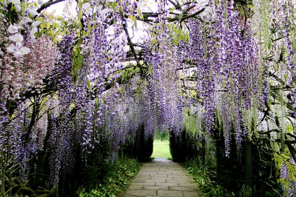 Ścieżka w japońskim parku z wisterią i wisterią