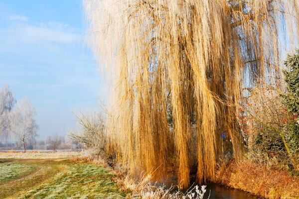 A willow covered with frost on the edge of the field