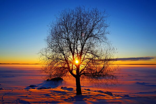 Coucher de soleil ensoleillé à travers les branches de l arbre en hiver