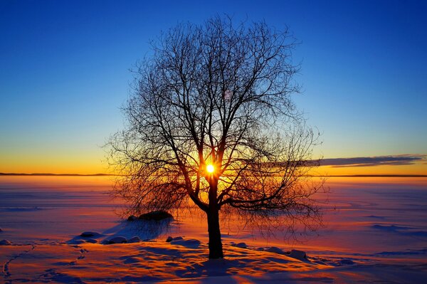 Tramonto soleggiato attraverso i rami degli alberi in inverno