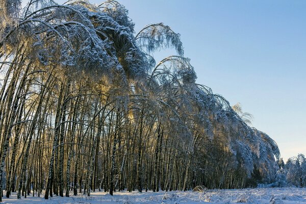 Alberi sottili piegati sotto la pressione della neve e del gelo invernale