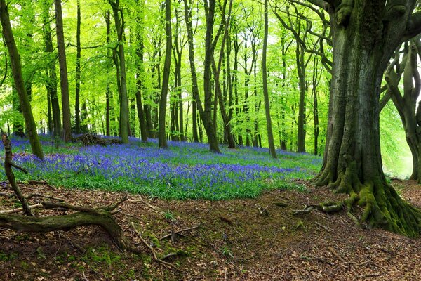 A flower meadow in the middle of a spring forest. Lilac flowers in the forest