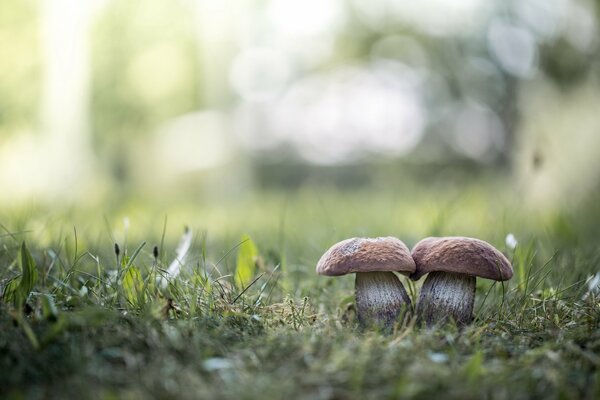 Deux champignons dans les reflets de l herbe verte