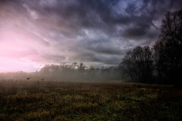 Zwei Rehe im Feld vor dem Hintergrund des violetten Himmels