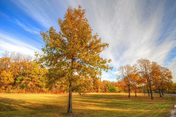 Autumn forest in autumn colors