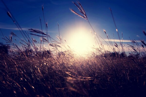 Sunset in a field of dry grass against a blue sky