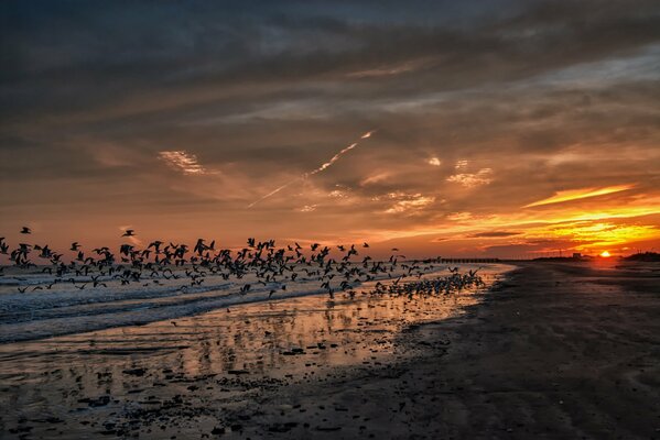 Sonnenuntergang in Kalifornien mit Möwen und Strand