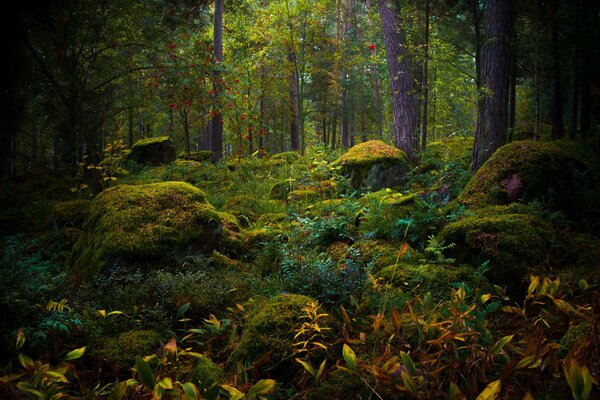 Mousse dans la forêt d automne fabuleux