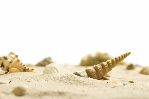 Belles coquillages dans le sable blanc