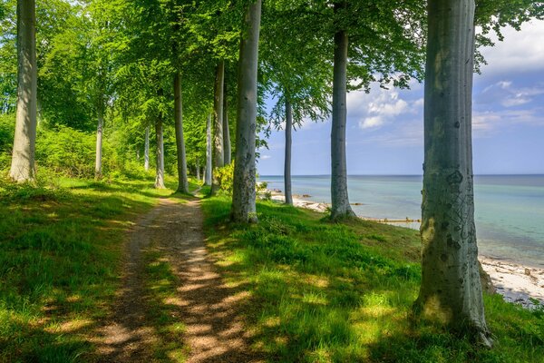 Sentier dans la forêt près de la rive