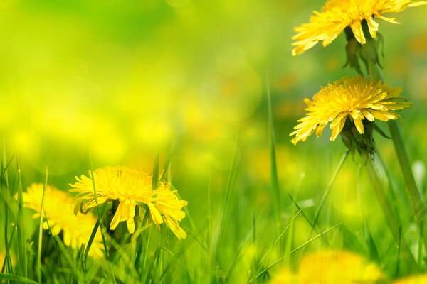 Nature dandelions grass. Grass dandelion