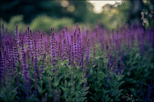 Flores de lavanda en una pierna verde