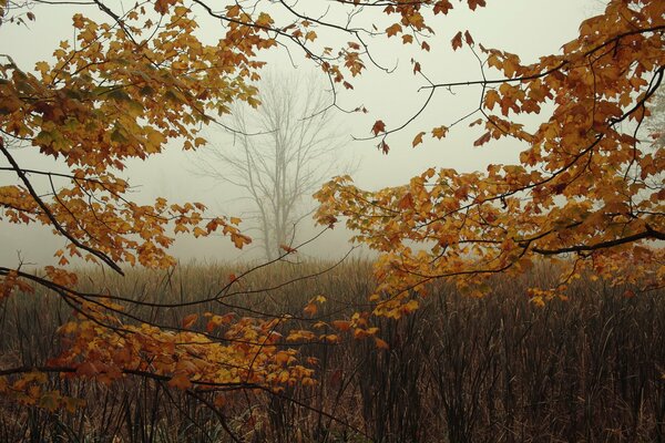 Goldene Herbstbäume im Nebel