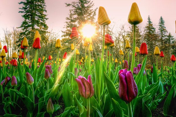 Tulpen in der Sonne